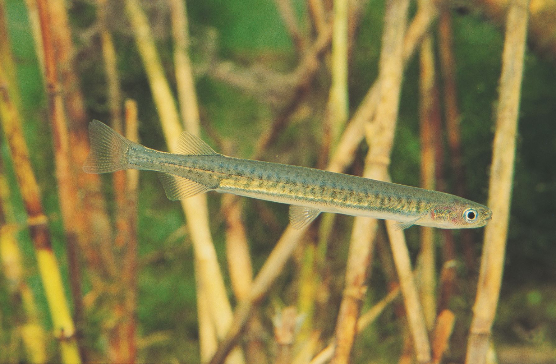 Common galaxias Galaxias maculatus